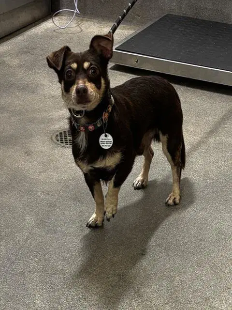 Davin - Chihuahua