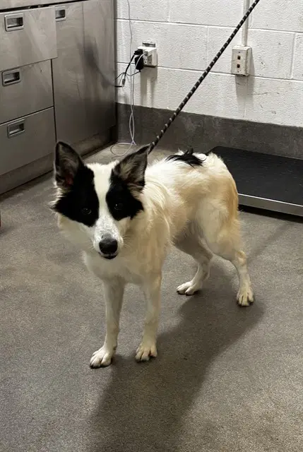 Emily - Collie