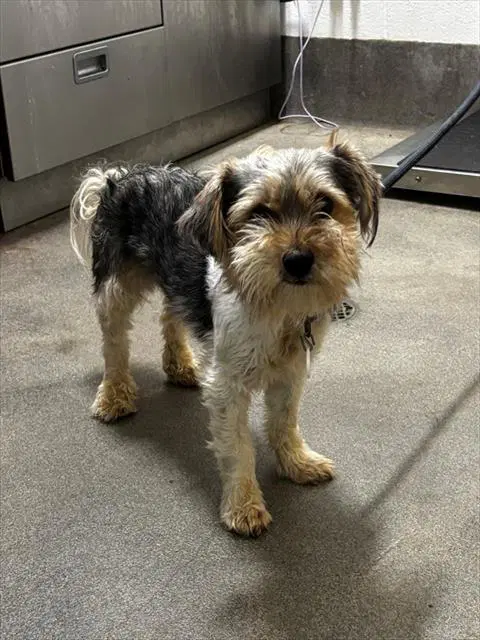 Shugg - Cairn Terrier