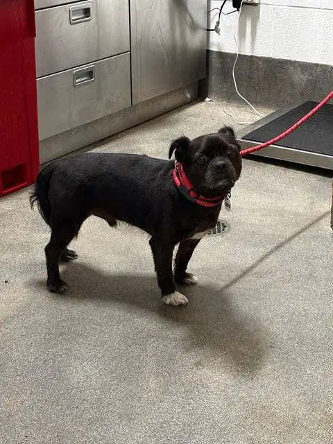 Ace - Pug