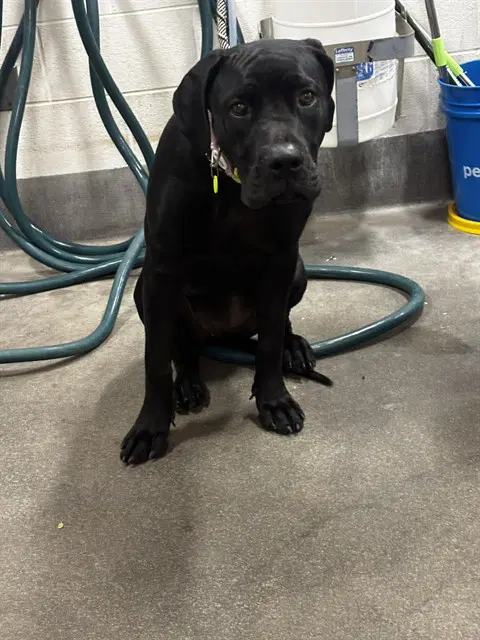 Coco - Cane Corso Mastiff