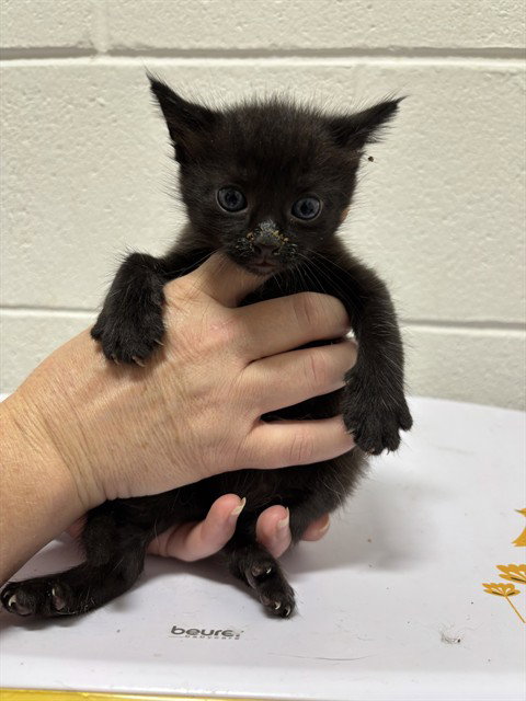 *BENNETT, cat — photo 1 of 1