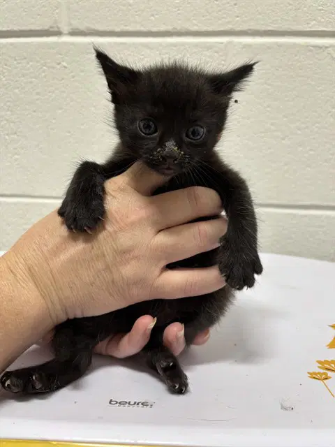 Bennett - Domestic Short Hair