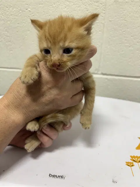 Harry - Domestic Short Hair