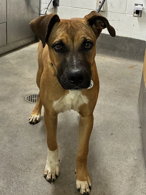 Dallas