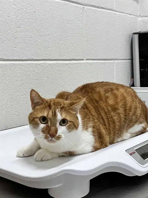 Simba - Domestic Short Hair