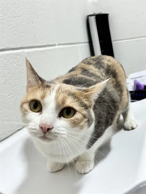 O'shun - Domestic Short Hair