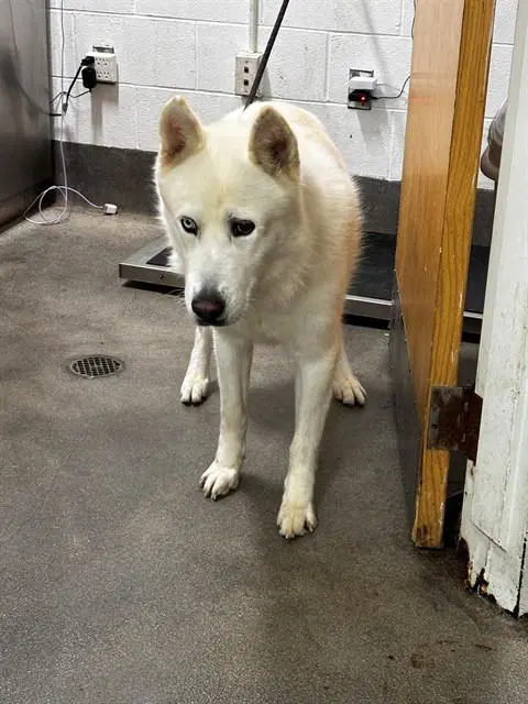 Beacon - Siberian Husky