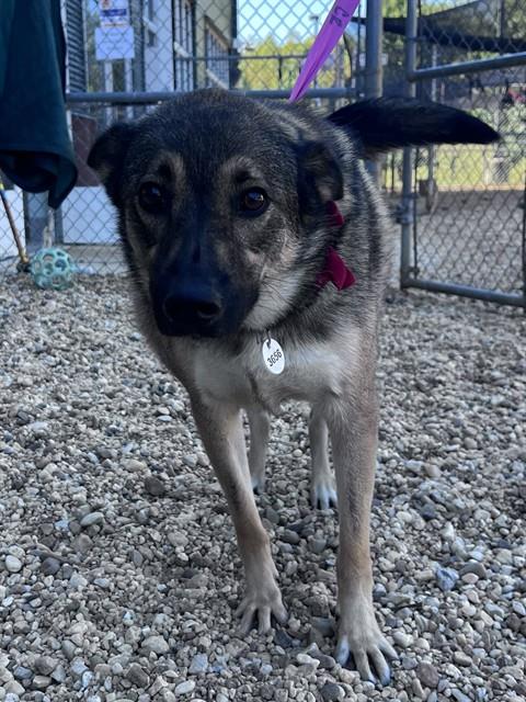 FIVES, a dog for adoption from Prince Georges County Animal Management Division