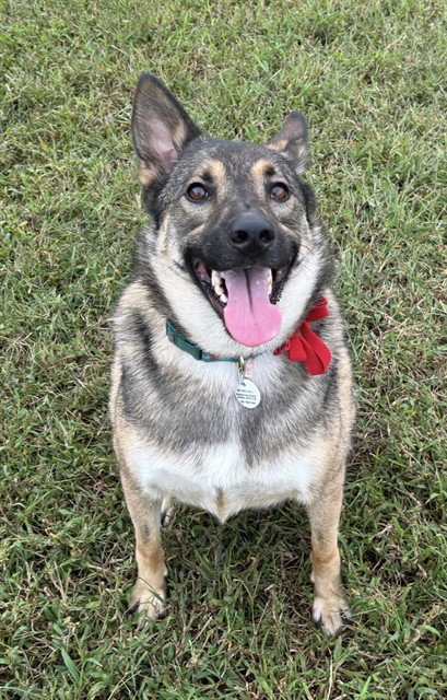 FIVES, a German Shepherd Dog (short coat) dog for adoption in Forestville, MD