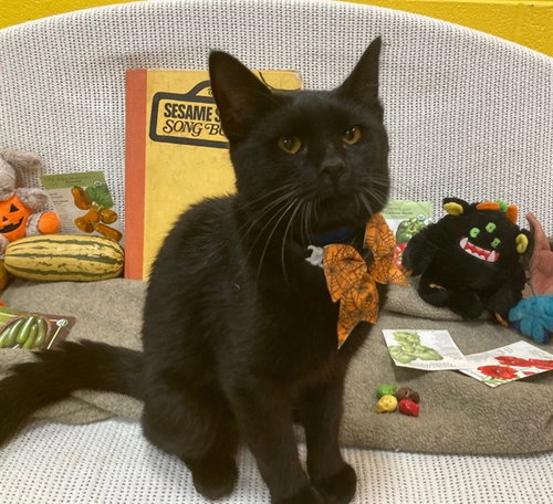 *ERNIE, a cat for adoption from Prince Georges County Animal Management Division
