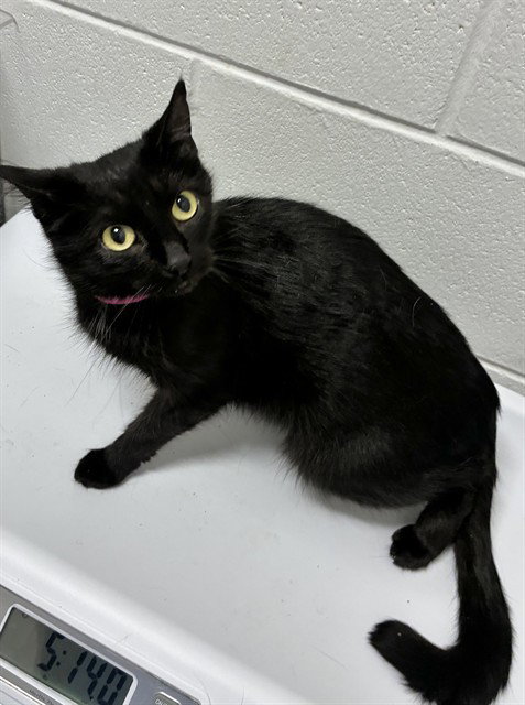 *ROBIN, a cat for adoption from Prince Georges County Animal Management Division