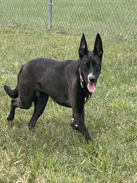 FOXY, a dog for adoption from Prince Georges County Animal Management Division