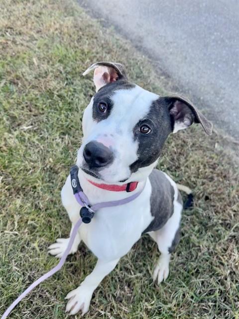 ALVIN