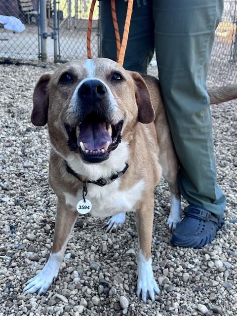 *CASEY, a dog for adoption from Prince Georges County Animal Management Division