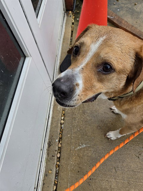 *CASEY, a Labrador Retriever / Mixed (short coat) dog for adoption in Forestville, MD