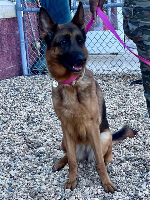 *ANNA, a dog for adoption from Prince Georges County Animal Management Division