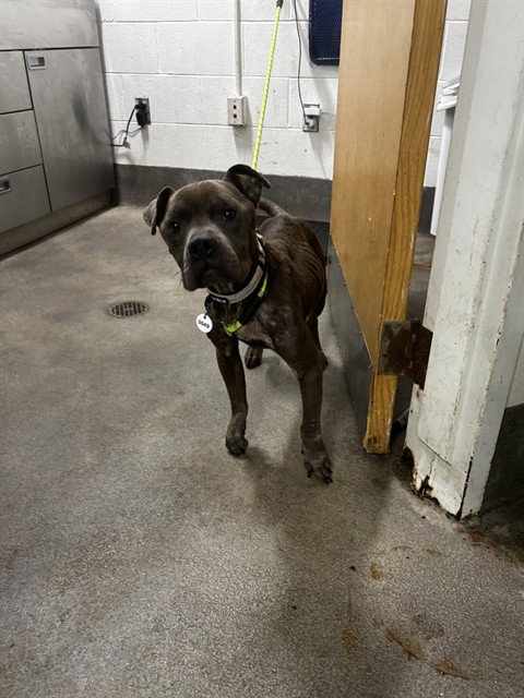 *ELIAS, a dog for adoption from Prince Georges County Animal Management Division