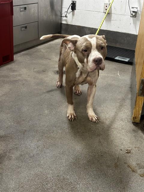 *MOE, a dog for adoption from Prince Georges County Animal Management Division
