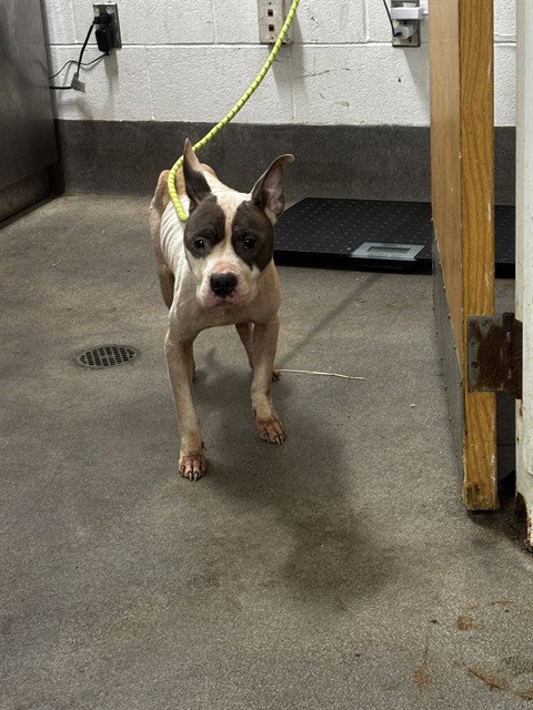 *ERICA, a dog for adoption from Prince Georges County Animal Management Division