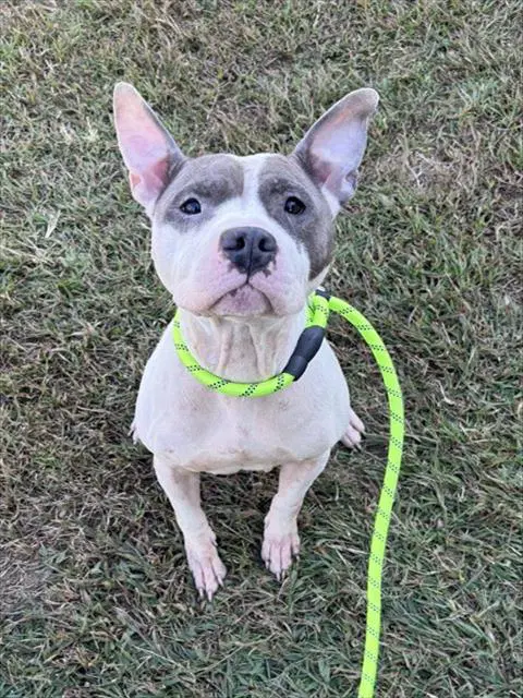 Erica - Pit Bull Terrier