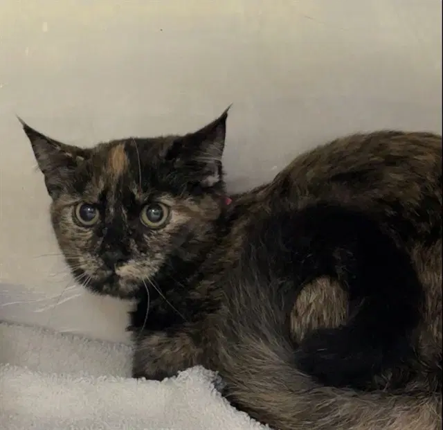 Penny - Domestic Medium Hair
