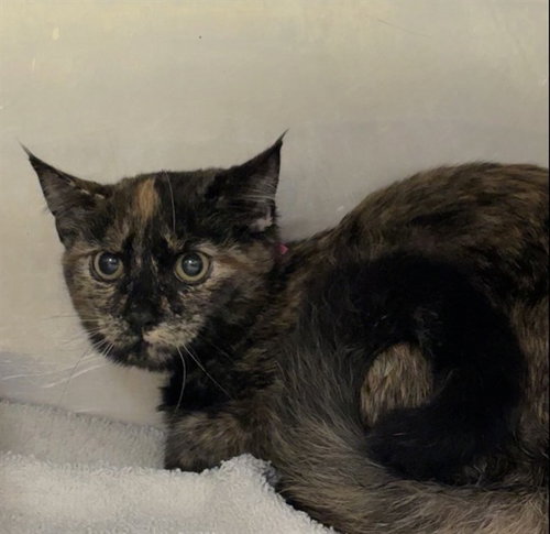 PENNY, a cat for adoption from Prince Georges County Animal Management Division