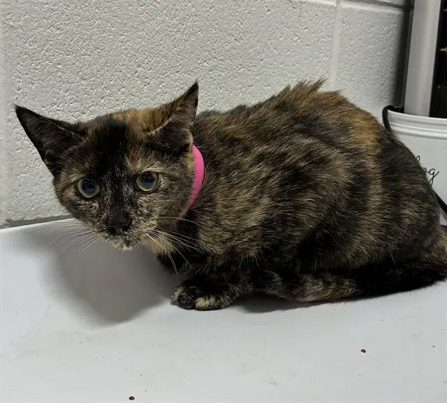 Dolly - Domestic Medium Hair