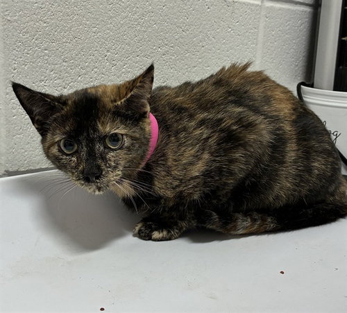 DOLLY, a cat for adoption from Prince Georges County Animal Management Division