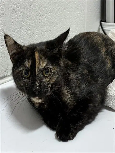 Jenelle - Domestic Medium Hair