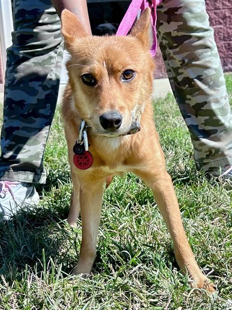 *SEAN, a dog for adoption from Prince Georges County Animal Management Division