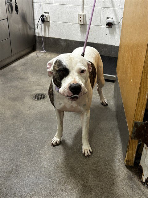 DIXIE, a dog for adoption from Prince Georges County Animal Management Division
