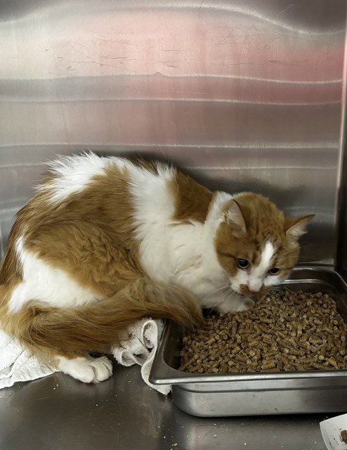 KODA, a cat for adoption from Prince Georges County Animal Management Division