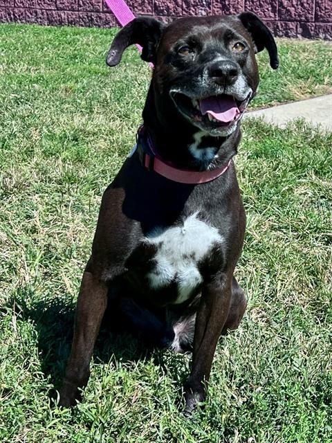 ZEUS, a dog for adoption from Prince Georges County Animal Management Division