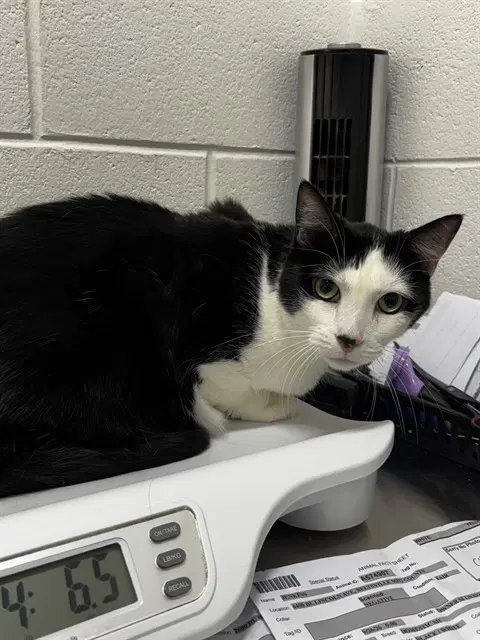 Jenkins - Domestic Short Hair