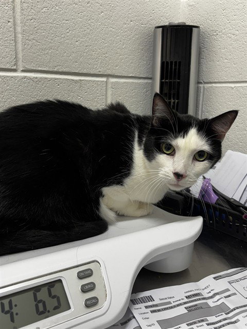 JENKINS, a cat for adoption from Prince Georges County Animal Management Division