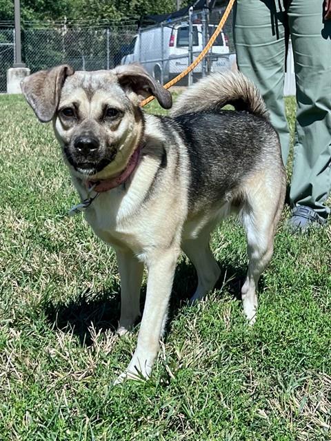 *ENDORA, a dog for adoption from Prince Georges County Animal Management Division