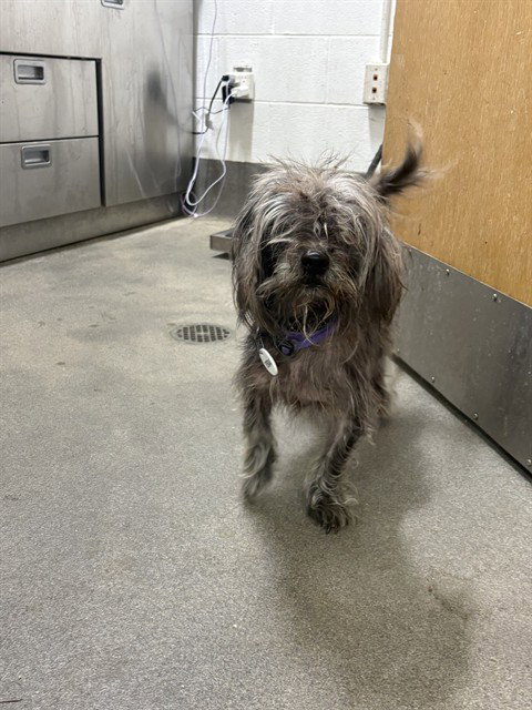 *MIKE, a dog for adoption from Prince Georges County Animal Management Division