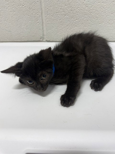 *BART, a cat for adoption from Prince Georges County Animal Management Division