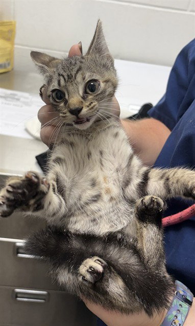 *ZOE, a cat for adoption from Prince Georges County Animal Management Division