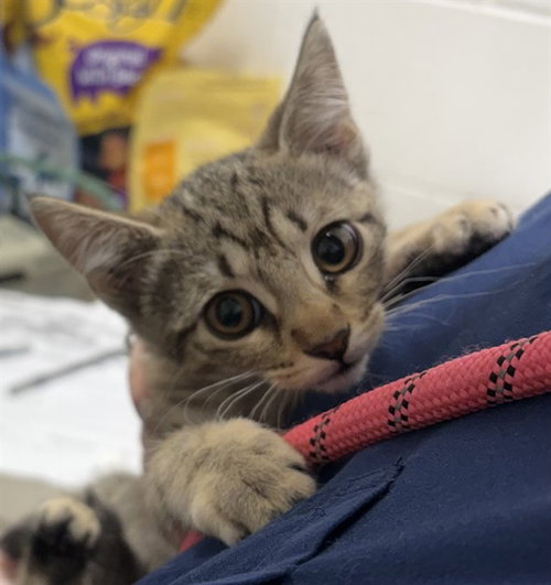 *MILEY, a cat for adoption from Prince Georges County Animal Management Division
