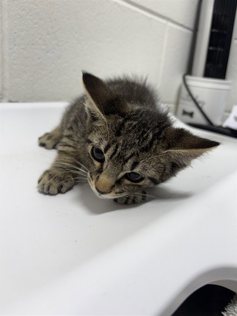 *MAVERICK, a cat for adoption from Prince Georges County Animal Management Division