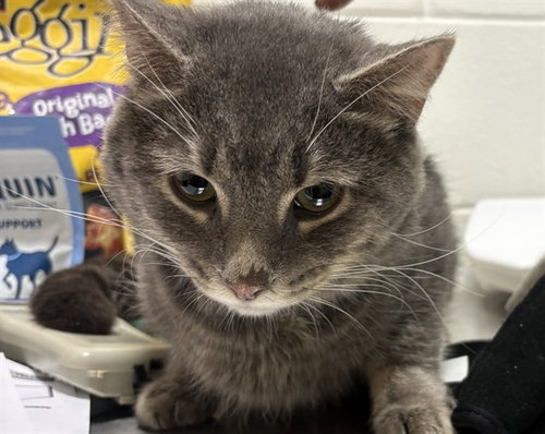 *AXEL, a cat for adoption from Prince Georges County Animal Management Division