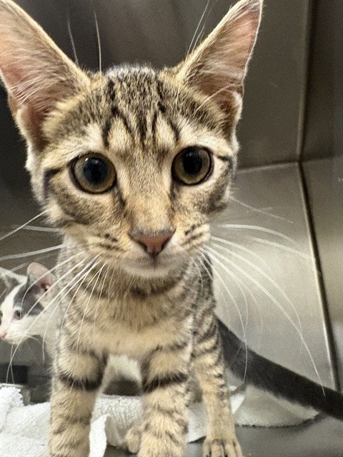 *ZARIAH, a cat for adoption from Prince Georges County Animal Management Division