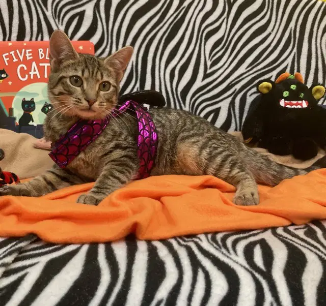 Zariah - Domestic Short Hair