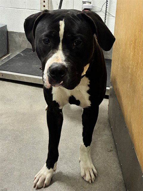*TONY T, a dog for adoption from Prince Georges County Animal Management Division