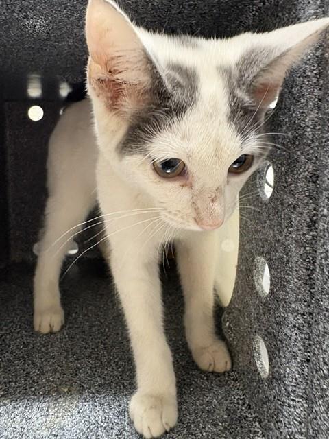 *FIONA, a cat for adoption from Prince Georges County Animal Management Division