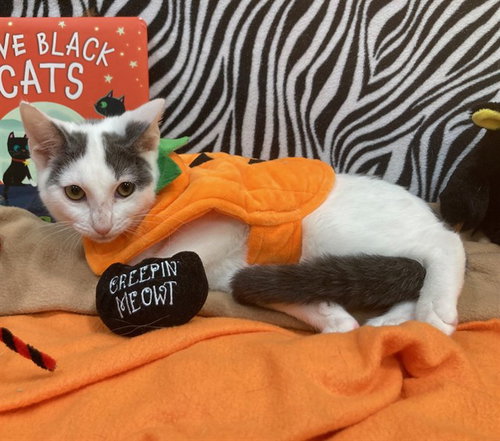 *FIO, a Domestic Short Hair (short coat) cat for adoption in Forestville, MD