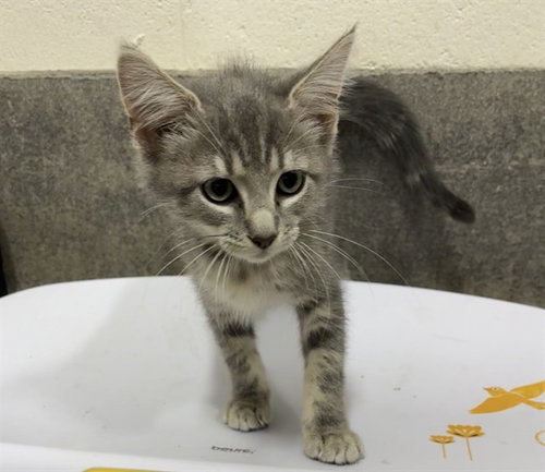 *DAISY, a cat for adoption from Prince Georges County Animal Management Division