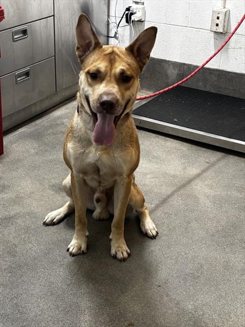 *ROMAN, a dog for adoption from Prince Georges County Animal Management Division
